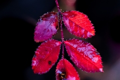 Best_Photos-127