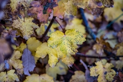 Best_Photos-202