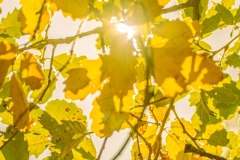 Best_Photos-206