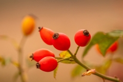 Best_Photos-279