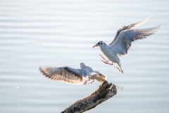 Best_Photos-325