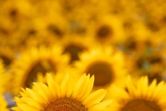 Best_Photos-348