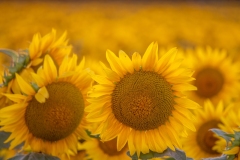 Best_Photos-349