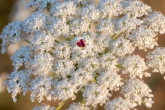 Best_Photos-377