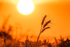Best_Photos-416